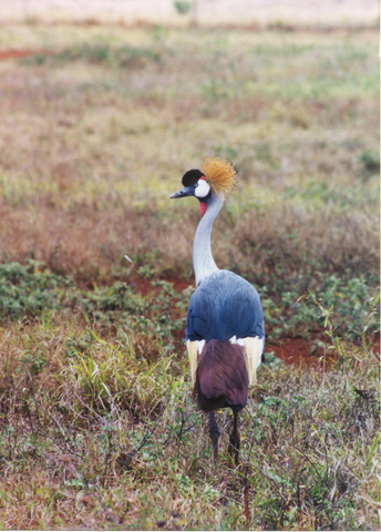 Adopt a Crowned Crane