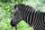 Adopt Patti the Zebra