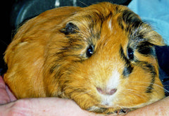 Adopt a Guinea Pig or Rabbit