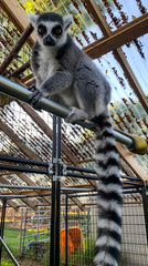 Godparent Certificate for a Lemur